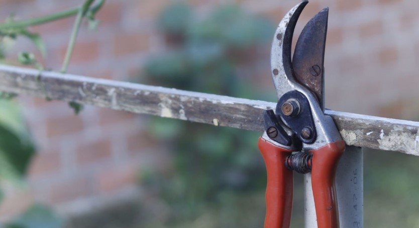 Maintenance and Storage of Pruning Saw