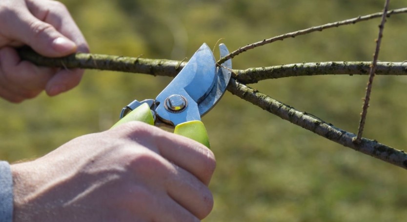 How do I sharpen a pruning saw?