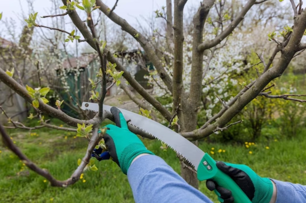 Pruning Saw