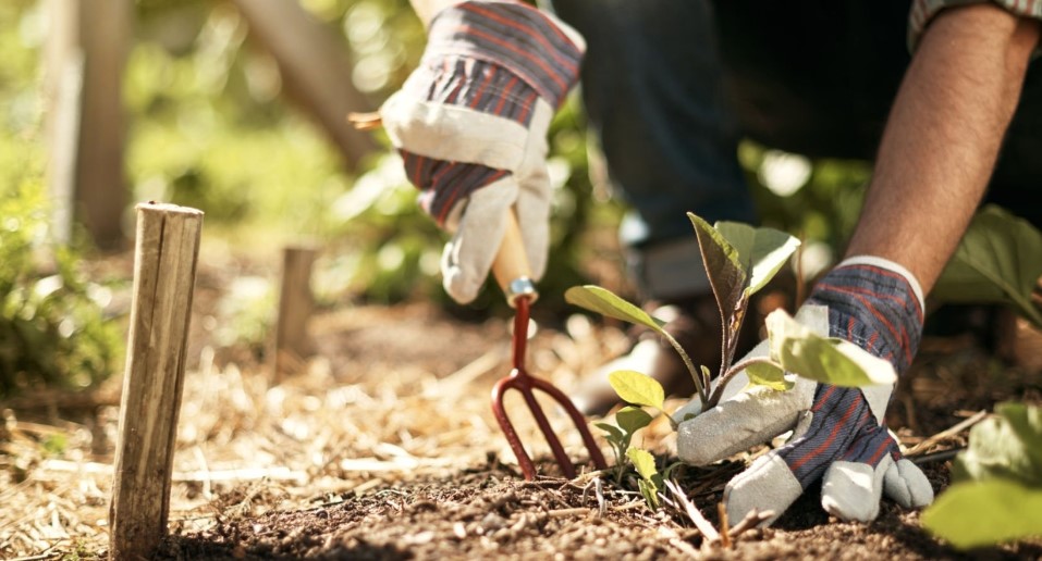 How Often Gardening Gloves Should Be Washed?