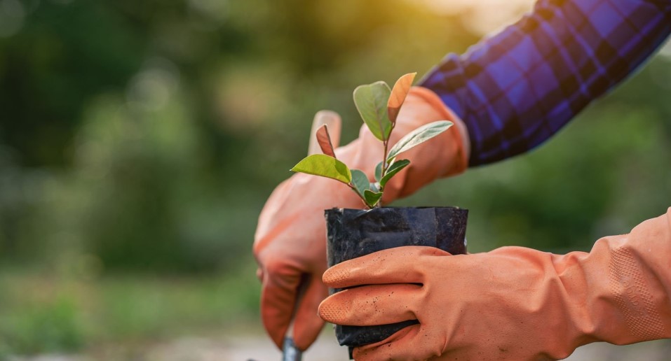 What size hand should a gardening glove fit?